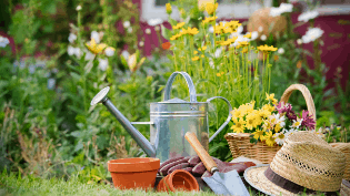 Gardening For Absolute Beginners (top tips for gardening success!)