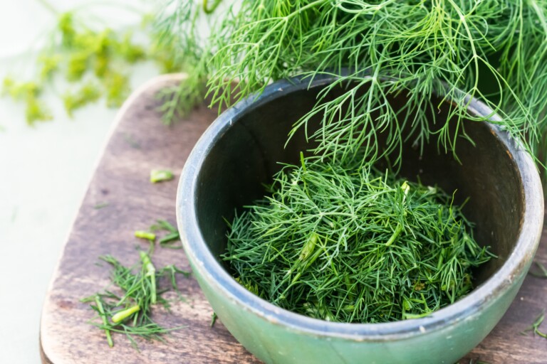 Grow Dill from Seeds